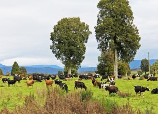 RHAANZ